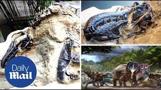 Scientists reveal world's first ever completely intact T-Rex skeleton