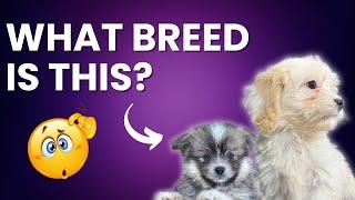 Adorable Uncommon Hybrid Puppy Breeds You Gotta See