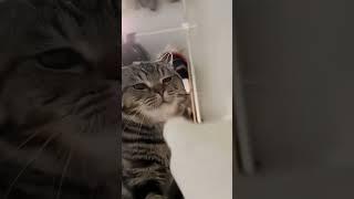 Funny Cat Fails #catfails