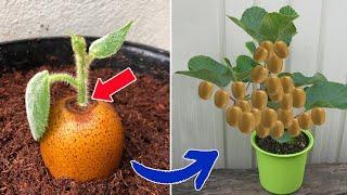 How to grow kiwi from store bought kiwifruit | Relax Garden