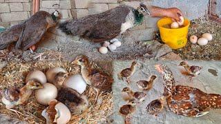 Hen Hatching 5 Peacock Eggs || Peacock New Barn Colourful Baby || Peacock Hatching And Laying Eggs