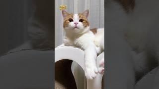 funny Cats | funny Pets |try not to laugh | funny meowz 