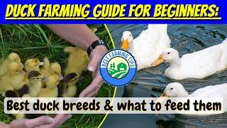 Duck farming guide for beginners: What to feed ducks & best duck breeds