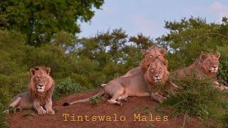 Tintswalo Males | Lion Coalition | Kruger National Park