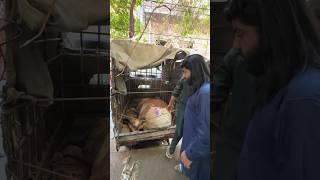 Big loseQurbani 2024#petlover  #camel  #cow  #ytshorts  #viral #animals #goat  #cowvideos
