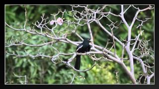 Noisiest bird in Thailand!?