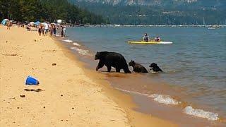 Sunbathers Shocked When Momma Bear Take Her Cubs For a Dip In Lake Tahoe