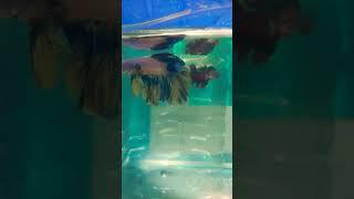 Betta Fish BreedingSetup #aquarium #nature #naturelovers #bettafish #breeding #bettasorority #shorts