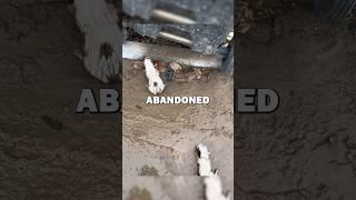 SAVING ABANDONED PUPPIES! #animalrescue #animals #pets #dog #cute