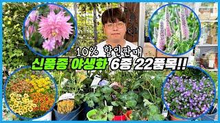 화분에서 키우기 좋은 예쁜 신품종 야생화 6종 22품목 할인판매 이벤트!!