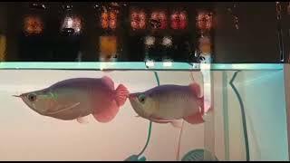 4 super red borneo arowanas  for sale at once