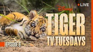 Tiger Tuesday Live! Watch Bakso & Mom’s Sixth Week at Disney’s Animal Kingdom