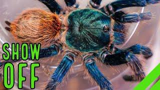 Top 10 BEST Display Tarantulas! Show Off YOUR Spiders