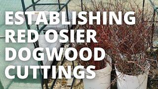 3 Techniques I Used To Establish Red Osier Dogwood