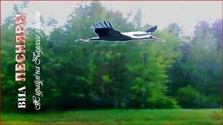 VIA Pesnyary. Cranes in Polesie fly.