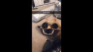 Funny Cat/Dog Compliation - YuVideo