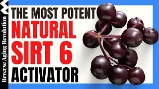 THE MOST POTENT NATURAL SIRT6 Activator ~ 55-FOLD Increase ~ | Reverse Aging Revolution