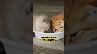 Making the right choice for your cat’s health! #meaow #kitten #shorts