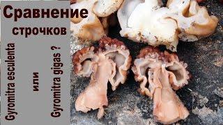 Как отличить ядовитый строчок? Сравнение двух строчков!