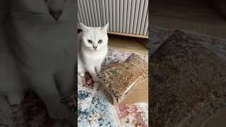 Распаковали вместе с Бруно кормушку для птиц  #кормушка #распаковка