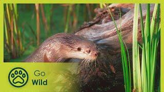 The Otter's Trail - Go Wild