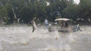 "Silent Invaders" Asian Carp 2013