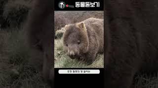 포유류 - 58 웜뱃 (Wombat)