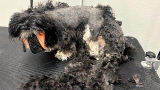 SEVERELY MATTED DOG