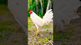 solid gawen broodstag #chicken #roosterfarm #chickenbreeds
