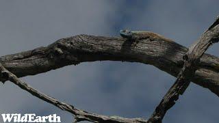 WildEarth - Sunset Safari - 01 November 2023