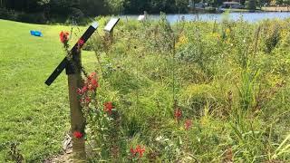 Cardinal Flower (Lobelia cardinalis) in a pollinator and butterfly garden.