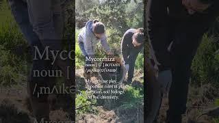  The Hidden Network Beneath Our Feet! #Mycorrhizae #FungiPower #RegenAgriculture #PlantFungiSymbio