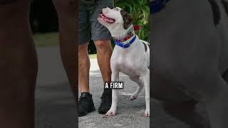 Top 3 Reasons Why You SHOULDN'T Get an American Bulldog