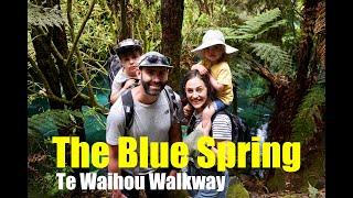 Blue Spring New Zealand (Te Waihou Walkway)