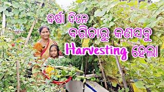 ବର୍ଷା ଦିନେ ବଗିଚାରୁ କଣସବୁ Harvesting ହେଲା || Rainey Season Harvesing || Terrace Garden Odia