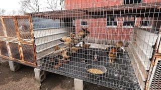 My Breeder Pens and the Amish Animal Auction!