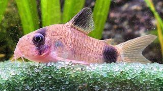 Relaxing Freshwater Aquarium with Gentle Water Sounds for RelaxationASMR