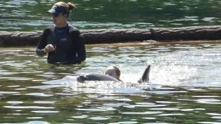 Dolphin Swim at Discovery Cove Florida