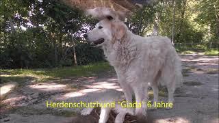 Tiere auf unserem Gnadenhof