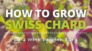 How to Grow Swiss Chard | a Week by Week Diary