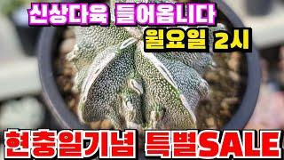 [인천다육]️내일2시 현충일연휴 초특가로 신상다육이  쎄일판매합니다 인천 남동구 호구포로400 ️ 010-5316-7402