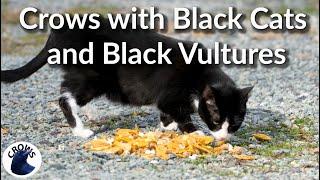 Crows with Black Cats and Black Vultures