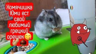 ХОМЯЧОК ЕСТ ГРЕЦКИЙ ОРЕХ|Хомяк Юми| яХрумка