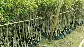 Kerela Agarwood plants | Agar tree plant's | Call- 06000371241 #Agartree #Agarnursery #Khasiana