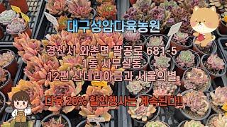 대구성암다육농원  1동 사무실동  -  12편 산데리아금과 서울의별