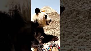Lost in Egypt: A Panda's Pyramid Adventure!#shorts #adventure #panda