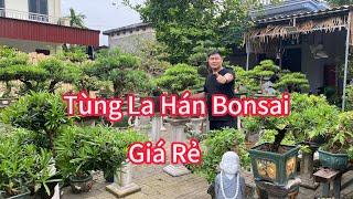 Vườn tùng La Hán bonsai giá rẻ