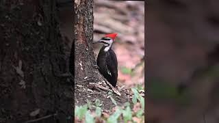 beautiful and strong bird