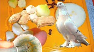 Голуби+Здоровье. Голуби будут как арабские скакуны!!! Pigeons+Health.