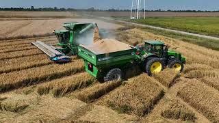 Harvesting Rice and more Rice